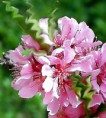/album/kepgaleria-fotomontazsok-vegyes-fantazia-kepek/flow-claire-j-jpg/